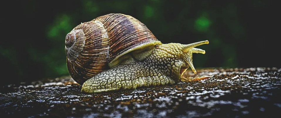 Automating Browser-Based Performance Testing
